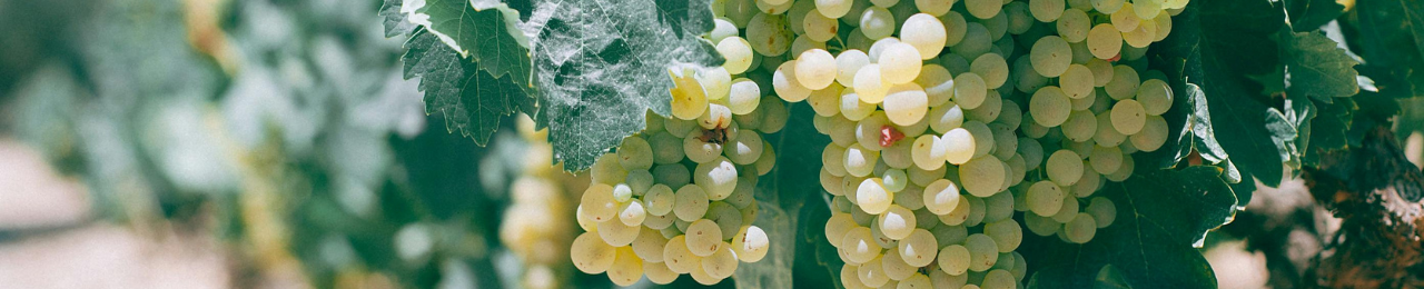 frisse-fruitige-witte-wijn