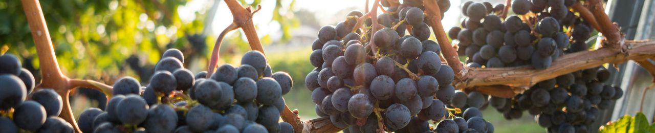 Mourvedre