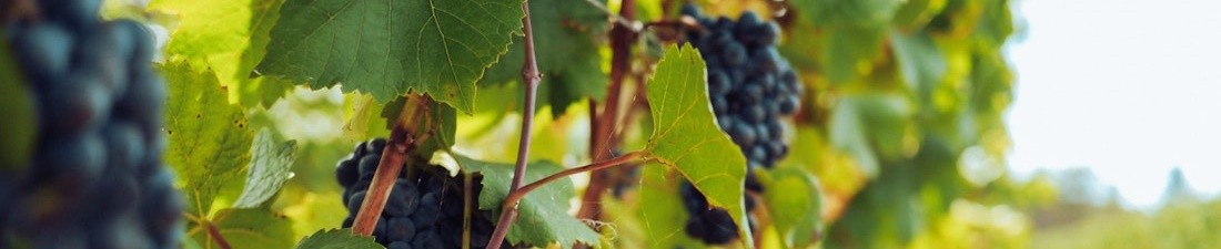 Nebbiolo
