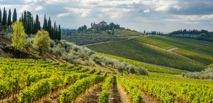 vermentino