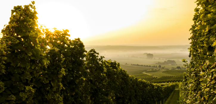 zinfandel